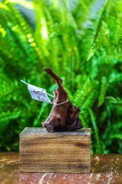 Driftwood For Moss Terrarium, Miniature, Micro Landscape, 7034 -Terrarium Plant Hub IMG 7597 5d8de775 be7b 419d ac2d 14fefd66dcd3