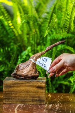 Driftwood For Moss Terrarium, Miniature, Micro Landscape, 7034 -Terrarium Plant Hub IMG 7598