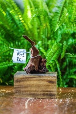 Driftwood For Moss Terrarium, Miniature, Micro Landscape, 7034 -Terrarium Plant Hub IMG 7599 e1c0be65 53b6 45a5 a846 8d9ae044a02e