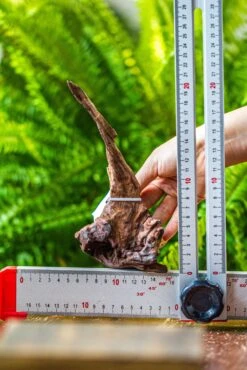 Driftwood For Moss Terrarium, Miniature, Micro Landscape, 7034 -Terrarium Plant Hub IMG 7601 1e01516f 7f83 4b78 a6ae 3f06630f230f