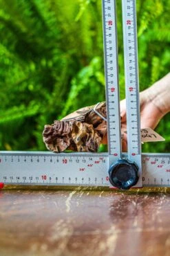 Driftwood For Moss Terrarium, Miniature, Micro Landscape, 7047 -Terrarium Plant Hub IMG 7611 e4ad8b39 d56d 4a88 9fbb 00a1c5ce0039