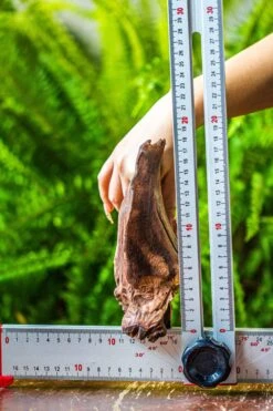 Driftwood For Moss Terrarium, Miniature, Micro Landscape, 7047 -Terrarium Plant Hub IMG 7612