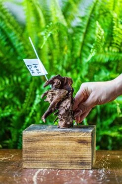 Driftwood For Moss Terrarium, Miniature, Micro Landscape, 7041 -Terrarium Plant Hub IMG 7624