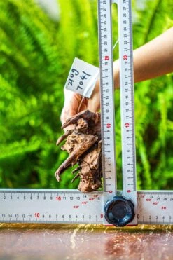 Driftwood For Moss Terrarium, Miniature, Micro Landscape, 7041 -Terrarium Plant Hub IMG 7627