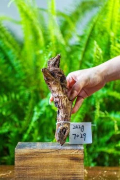 Driftwood For Moss Terrarium, Miniature, Micro Landscape, 7029 -Terrarium Plant Hub IMG 7629