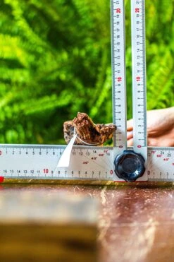 Driftwood For Moss Terrarium, Miniature, Micro Landscape, 7029 -Terrarium Plant Hub IMG 7631 3335b4e9 dc12 4722 9380 dcd28839fb55