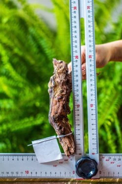 Driftwood For Moss Terrarium, Miniature, Micro Landscape, 7029 -Terrarium Plant Hub IMG 7632 cc159366 40cc 478a 8e69 329eebca2b62