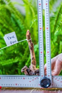 Driftwood For Moss Terrarium, Miniature, Micro Landscape, 7043 -Terrarium Plant Hub IMG 7636 99f35809 b609 4de8 ba4b 73f370741348