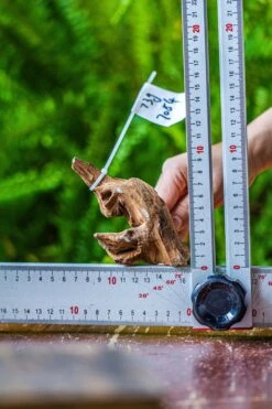 Driftwood For Moss Terrarium, Miniature, Micro Landscape, 7054 -Terrarium Plant Hub IMG 7640 b8a4bcae ab80 42f1 bc3d 64c10debe06b