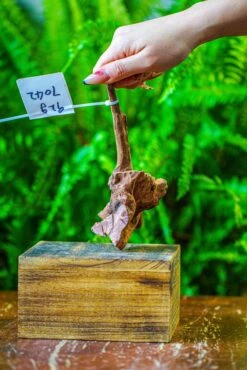 Driftwood For Moss Terrarium, Miniature, Micro Landscape, 7042 -Terrarium Plant Hub IMG 7642