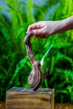 Driftwood For Moss Terrarium, Miniature, Micro Landscape, 7049 -Terrarium Plant Hub IMG 7646 22b2e660 bff3 4aac b91b cae57b11621b