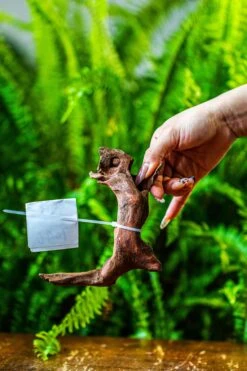 Driftwood For Moss Terrarium, Miniature, Micro Landscape, 7046 -Terrarium Plant Hub IMG 7661