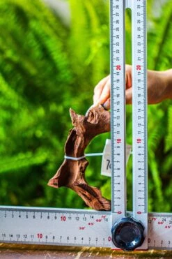 Driftwood For Moss Terrarium, Miniature, Micro Landscape, 7046 -Terrarium Plant Hub IMG 7662