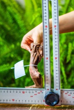 Driftwood For Moss Terrarium, Miniature, Micro Landscape, 7046 -Terrarium Plant Hub IMG 7663