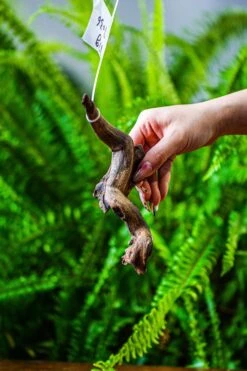 Driftwood For Moss Terrarium, Miniature, Micro Landscape, 7036 -Terrarium Plant Hub IMG 7665