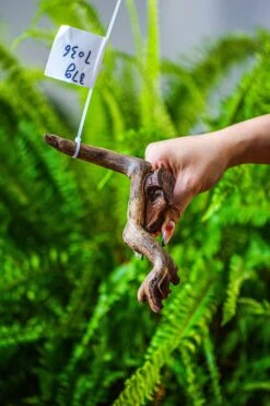 Driftwood For Moss Terrarium, Miniature, Micro Landscape, 7036 -Terrarium Plant Hub IMG 7666