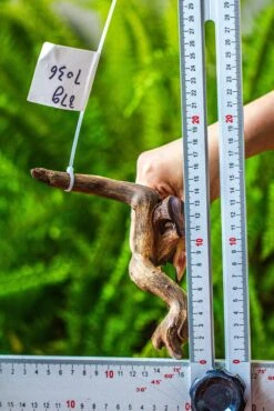 Driftwood For Moss Terrarium, Miniature, Micro Landscape, 7036 -Terrarium Plant Hub IMG 7667