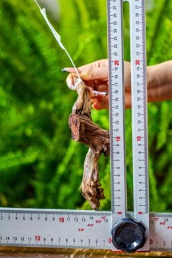 Driftwood For Moss Terrarium, Miniature, Micro Landscape, 7036 -Terrarium Plant Hub IMG 7668