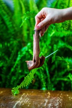 Driftwood For Moss Terrarium, Miniature, Micro Landscape, 7045 -Terrarium Plant Hub IMG 7670