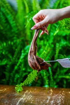 Driftwood For Moss Terrarium, Miniature, Micro Landscape, 7045 -Terrarium Plant Hub IMG 7671