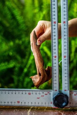 Driftwood For Moss Terrarium, Miniature, Micro Landscape, 7045 -Terrarium Plant Hub IMG 7672