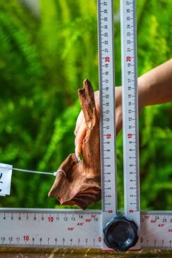 Driftwood For Moss Terrarium, Miniature, Micro Landscape, 7045 -Terrarium Plant Hub IMG 7673