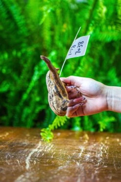 Driftwood For Moss Terrarium, Miniature, Micro Landscape, 7038 -Terrarium Plant Hub IMG 7679