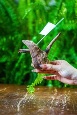 Driftwood For Moss Terrarium, Miniature, Micro Landscape, 7038 -Terrarium Plant Hub IMG 7680