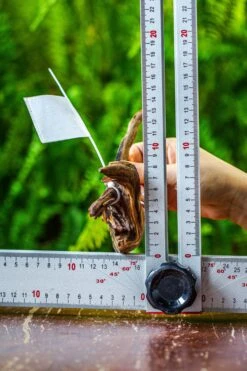 Driftwood For Moss Terrarium, Miniature, Micro Landscape, 7038 -Terrarium Plant Hub IMG 7681