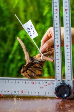 Driftwood For Moss Terrarium, Miniature, Micro Landscape, 7038 -Terrarium Plant Hub IMG 7682