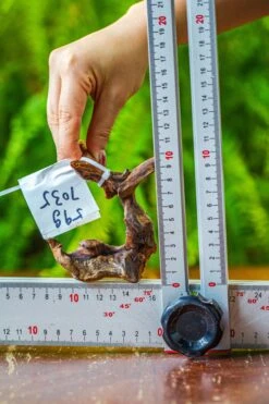 Driftwood For Moss Terrarium, Miniature, Micro Landscape, 7035 -Terrarium Plant Hub IMG 7686