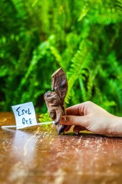 Driftwood For Moss Terrarium, Miniature, Micro Landscape, 7053 -Terrarium Plant Hub IMG 7688 f35784a2 31d6 4b9d b4ab 761fcf5d1e81