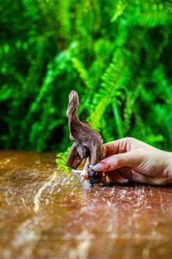 Driftwood For Moss Terrarium, Miniature, Micro Landscape, 7053 -Terrarium Plant Hub IMG 7689 b4ef03a8 987b 4b91 a8f2 c582cea222c8