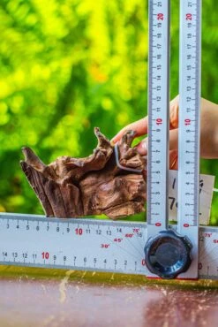 Driftwood For Moss Terrarium, Miniature, Micro Landscape, 7052 -Terrarium Plant Hub IMG 7698