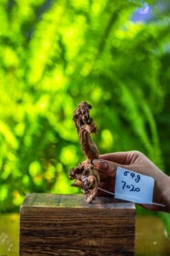 Driftwood For Moss Terrarium, Miniature, Micro Landscape, 7020 -Terrarium Plant Hub IMG 7757