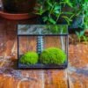 Preserved Moss Terrarium Miniature DIY Set, Japanese Zen Style, Preserved Leucobryum Moss And Pagoda, 17*10*12cm / 6.7 X 3.9 X 4.7" -Terrarium Plant Hub IMG 7759