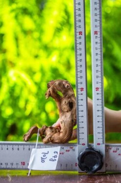 Driftwood For Moss Terrarium, Miniature, Micro Landscape, 7020 -Terrarium Plant Hub IMG 7759 5130cf05 1a6c 4351 96b4 1954e4ebd535