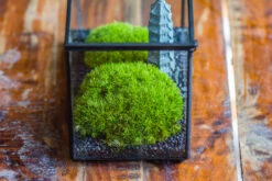 Preserved Moss Terrarium Miniature DIY Set, Japanese Zen Style, Preserved Leucobryum Moss And Pagoda, 17*10*12cm / 6.7 X 3.9 X 4.7" 26 Preserved Moss Terrarium Miniature DIY Set, Japanese Zen Style, Preserved Leucobryum Moss And Pagoda, 17*10*12cm / 6.7 X 3.9 X 4.7" -Terrarium Plant Hub IMG 7762