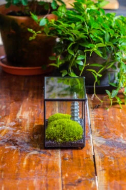 Preserved Moss Terrarium Miniature DIY Set, Japanese Zen Style, Preserved Leucobryum Moss And Pagoda, 17*10*12cm / 6.7 X 3.9 X 4.7" 28 Preserved Moss Terrarium Miniature DIY Set, Japanese Zen Style, Preserved Leucobryum Moss And Pagoda, 17*10*12cm / 6.7 X 3.9 X 4.7" -Terrarium Plant Hub IMG 7769 2