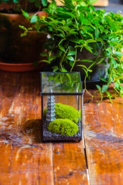 Preserved Moss Terrarium Miniature DIY Set, Japanese Zen Style, Preserved Leucobryum Moss And Pagoda, 17*10*12cm / 6.7 X 3.9 X 4.7" 30 Preserved Moss Terrarium Miniature DIY Set, Japanese Zen Style, Preserved Leucobryum Moss And Pagoda, 17*10*12cm / 6.7 X 3.9 X 4.7" -Terrarium Plant Hub IMG 7771 2