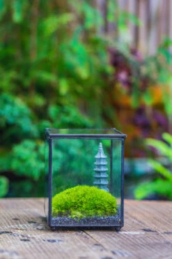 Preserved Moss Terrarium Miniature DIY Set, Japanese Zen Style, Preserved Leucobryum Moss And Pagoda, 17*10*12cm / 6.7 X 3.9 X 4.7" 31 Preserved Moss Terrarium Miniature DIY Set, Japanese Zen Style, Preserved Leucobryum Moss And Pagoda, 17*10*12cm / 6.7 X 3.9 X 4.7" -Terrarium Plant Hub IMG 7782