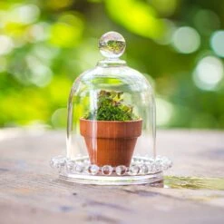 3 Units Mini Bell Shape Glass Cloche Dome With Beaded Decorative Base 9.5x14cm -Terrarium Plant Hub IMG 7894 2