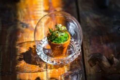 3 Units Mini Glass Globe Cloche With Decorative Beaded Base 9.5x10.8cm 40 3 Units Mini Glass Globe Cloche With Decorative Beaded Base 9.5x10.8cm -Terrarium Plant Hub IMG 7902