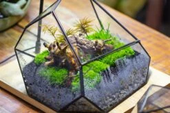 Irregular Geometric Rock Shape Glass And Tin Terrarium, For Moss -Terrarium Plant Hub IMG 7904 1