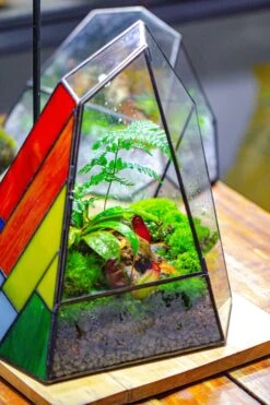 Rainbow Stained Glass Irregular Geometric Ice Peak Shape Terrarium, Close -Terrarium Plant Hub IMG 7907