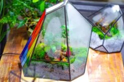 Rainbow Stained Glass Irregular Geometric Ice Peak Shape Terrarium, Close -Terrarium Plant Hub IMG 7908