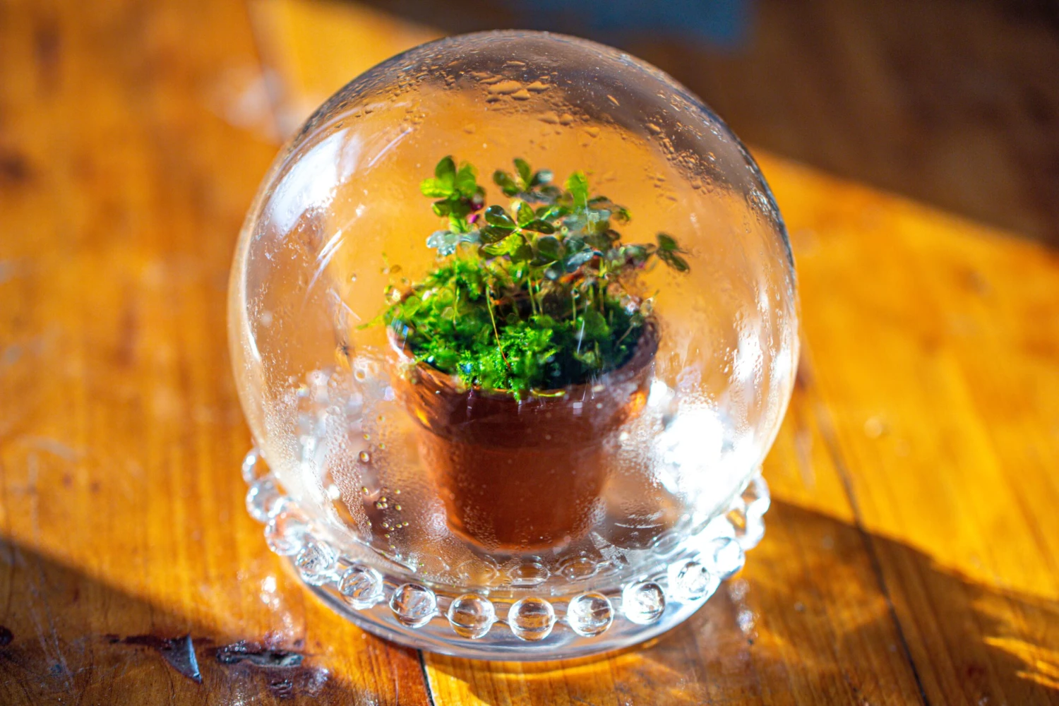 3 Units Mini Glass Globe Cloche With Decorative Beaded Base 9.5x10.8cm 22 3 Units Mini Glass Globe Cloche With Decorative Beaded Base 9.5x10.8cm - Image 20