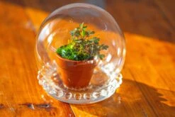 3 Units Mini Glass Globe Cloche With Decorative Beaded Base 9.5x10.8cm 39 3 Units Mini Glass Globe Cloche With Decorative Beaded Base 9.5x10.8cm -Terrarium Plant Hub IMG 7913