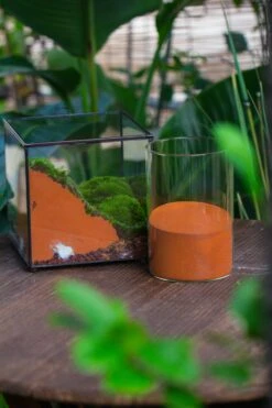 Rain Forest Sticky Red Clay For DIY Moss Wall, Plant Moss / Plants On The Wall, Vertical Landscape, Vivarium, Terrarium -Terrarium Plant Hub IMG 7934