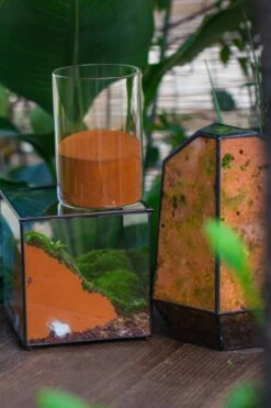 Rain Forest Sticky Red Clay For DIY Moss Wall, Plant Moss / Plants On The Wall, Vertical Landscape, Vivarium, Terrarium -Terrarium Plant Hub IMG 7935